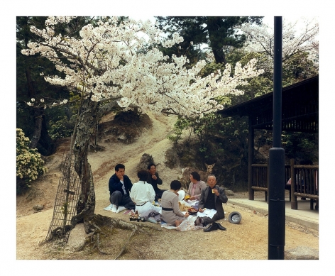 Leo Rubinfien- Cherry Blossom Viewing at Miyajima